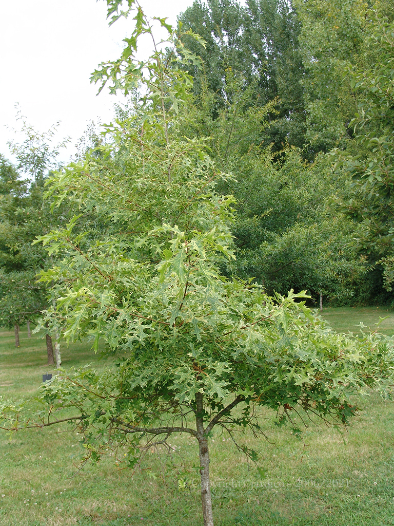 quercus coccinea variegata 1