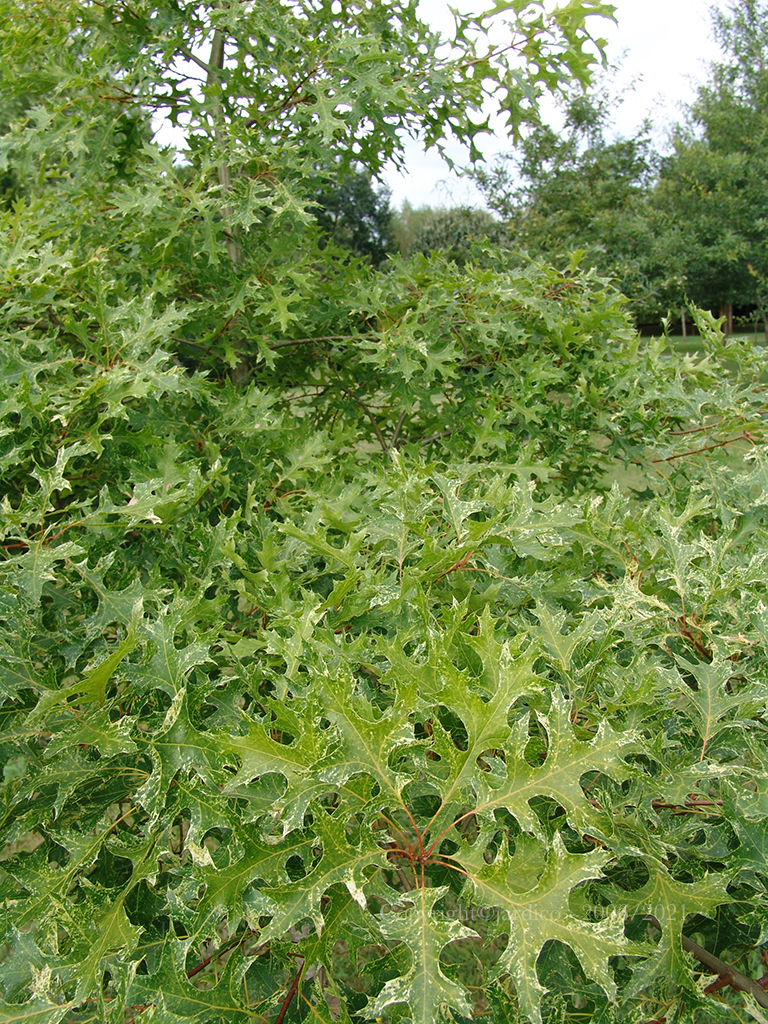 quercus coccinea variegata 3