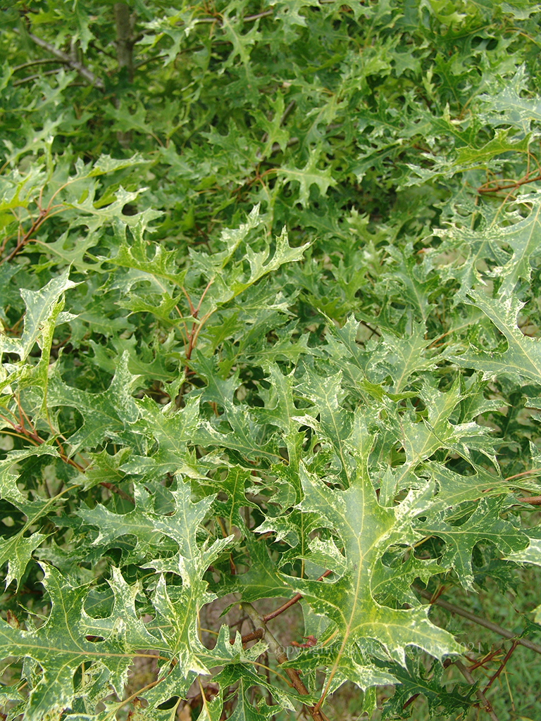 quercus coccinea variegata 4
