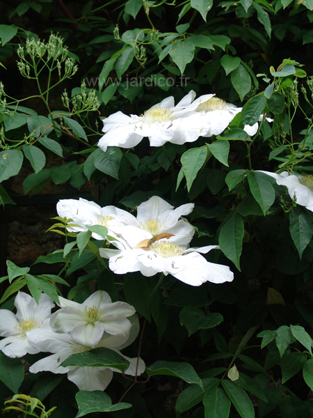 clematis mme lecoultre 1