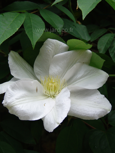 clematis mme lecoultre 3